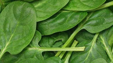 السبانخ كنز غذائي لتحسين الذاكرة والتركيز أثناء الامتحانات