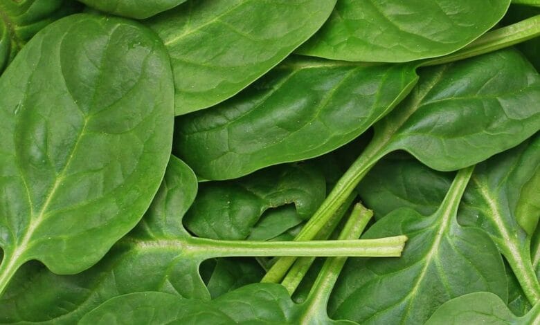 السبانخ كنز غذائي لتحسين الذاكرة والتركيز أثناء الامتحانات