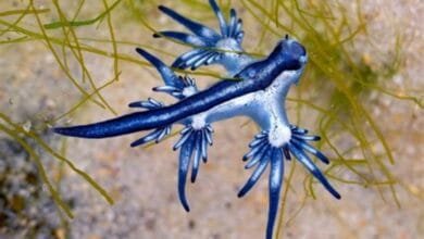 تنين البحر الأزرق