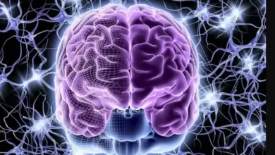هل يمكن تدريب الدماغ كما ندرّب العضلات؟ اكتشافات جديدة تغيّر فهمنا للقدرات العقلية