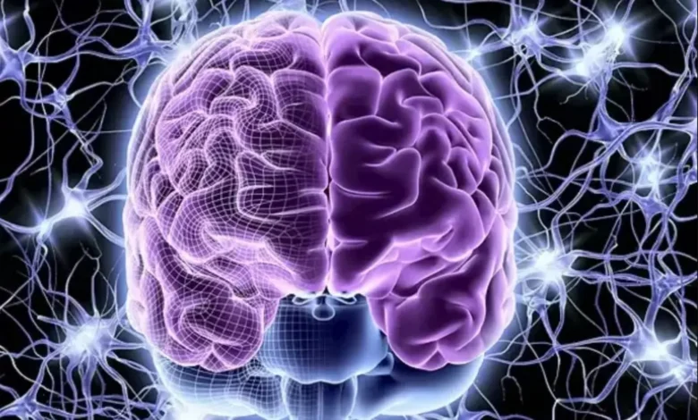 هل يمكن تدريب الدماغ كما ندرّب العضلات؟ اكتشافات جديدة تغيّر فهمنا للقدرات العقلية