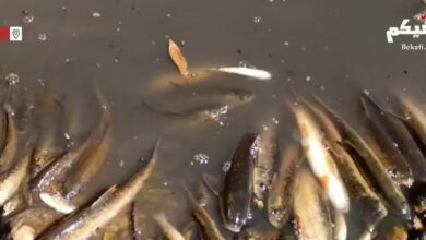 بين بيصور ومجدليا... الصرف الصحي يفتك بالنهر من جديد