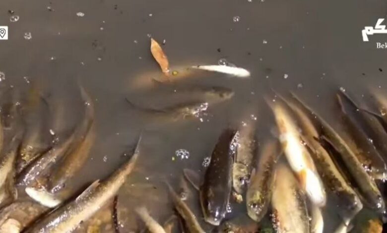 بين بيصور ومجدليا... الصرف الصحي يفتك بالنهر من جديد