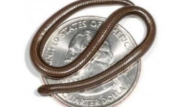 أصغر أفعى في العالم تظهر من جديد