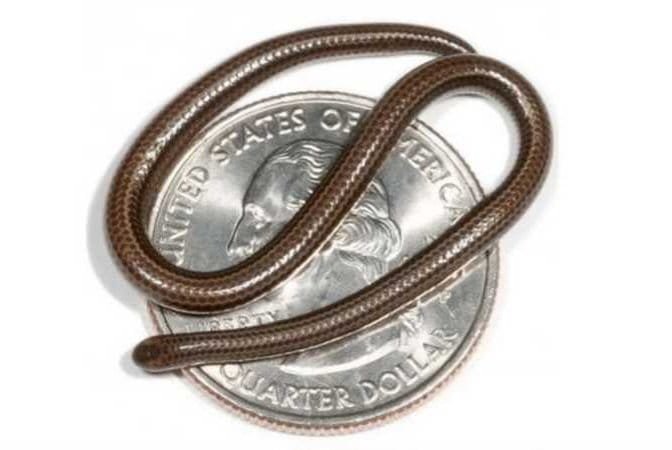 أصغر أفعى في العالم تظهر من جديد