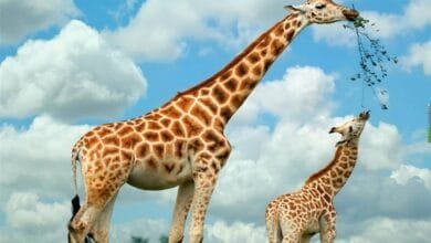 كيف تحافظ الزرافة على وعيها رغم ارتفاع رأسها