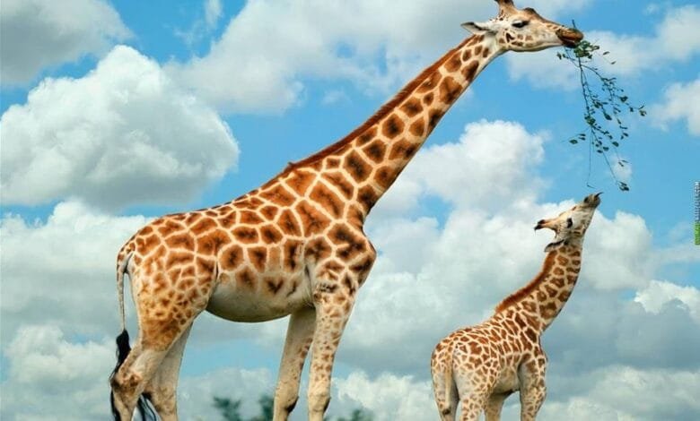 كيف تحافظ الزرافة على وعيها رغم ارتفاع رأسها