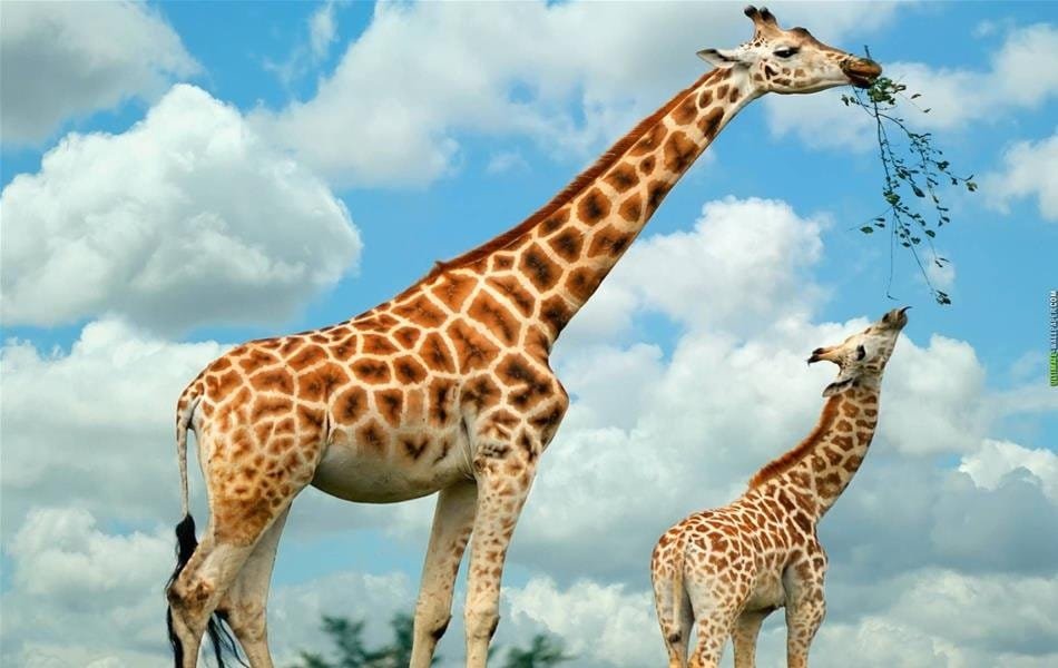كيف تحافظ الزرافة على وعيها رغم ارتفاع رأسها