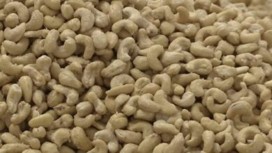 أيهما الأفضل لصحتك، المكسرات النيئة أم المحمصة؟